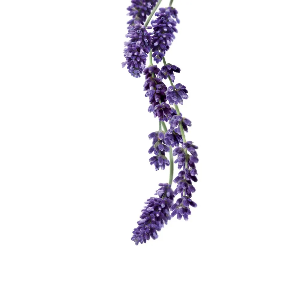 Sirop de Lavande 1L - Elégance Florale Sirop de Lavande 1L - Elégance Florale