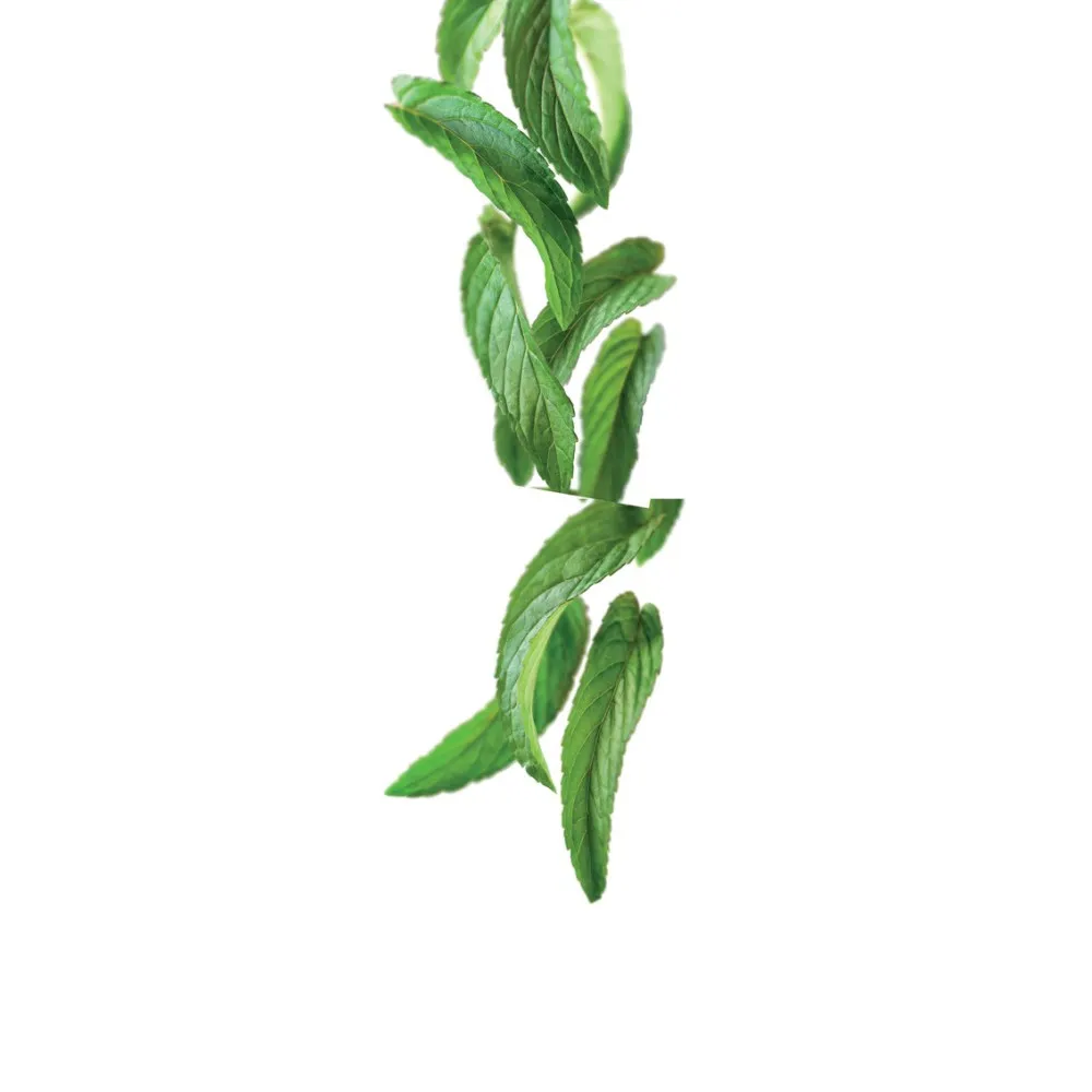 Sirop Menthe Poivrée 1L - Évasion Fraîche Sirop Menthe Poivrée 1L - Évasion Fraîche
