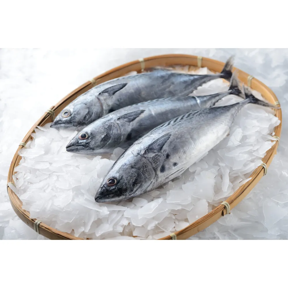 Ledo gaminimo mašina SC1TN - 1000 kg/24h