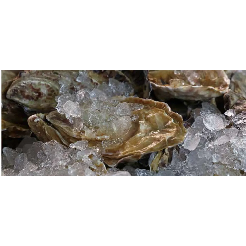 Machine à glaçons CD55 - Production rapide de 52kg/jour